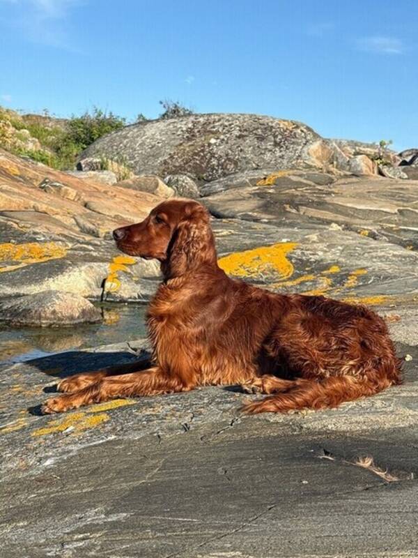 Hund - Irländsk setter