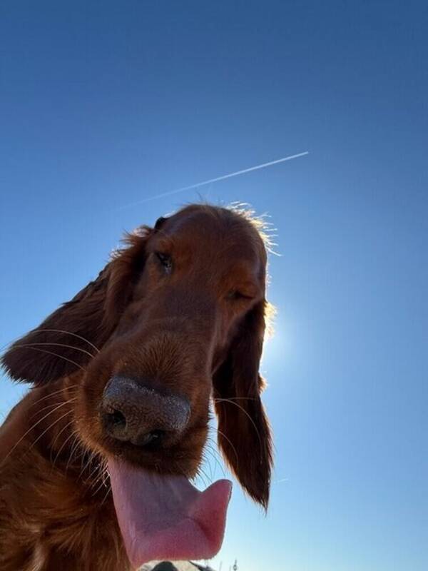 Hund - Irländsk setter