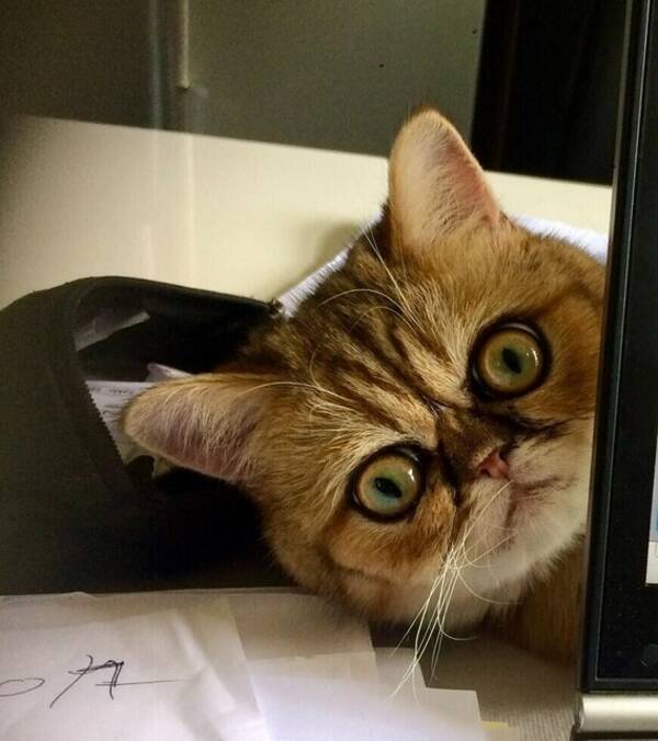 Katt - Katten Celsius