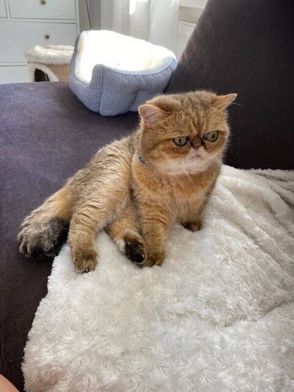 Katt - Katten Celsius