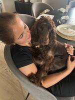 Cocker spaniel; Fanny
