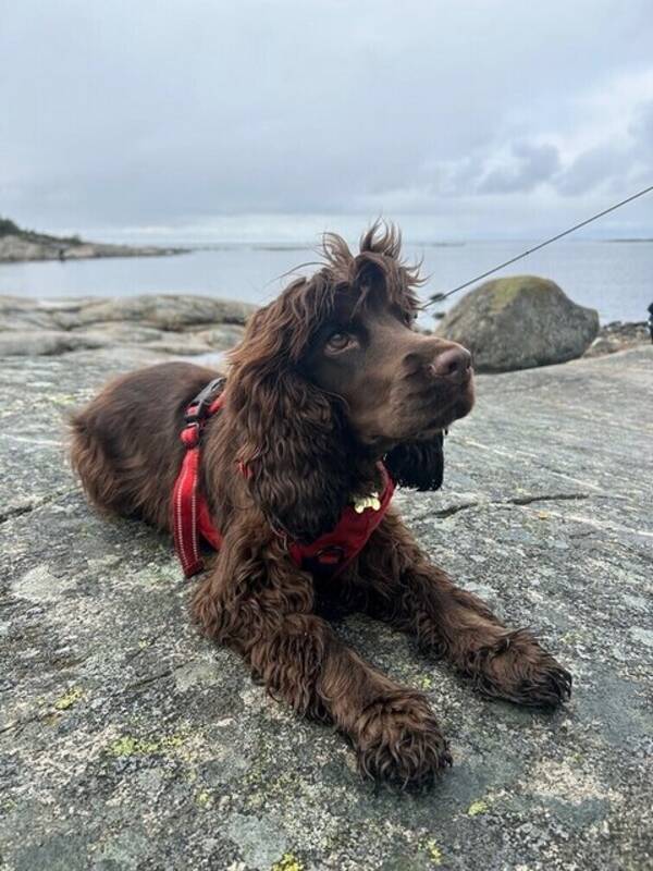 Hund - Cocker spaniel; Fanny