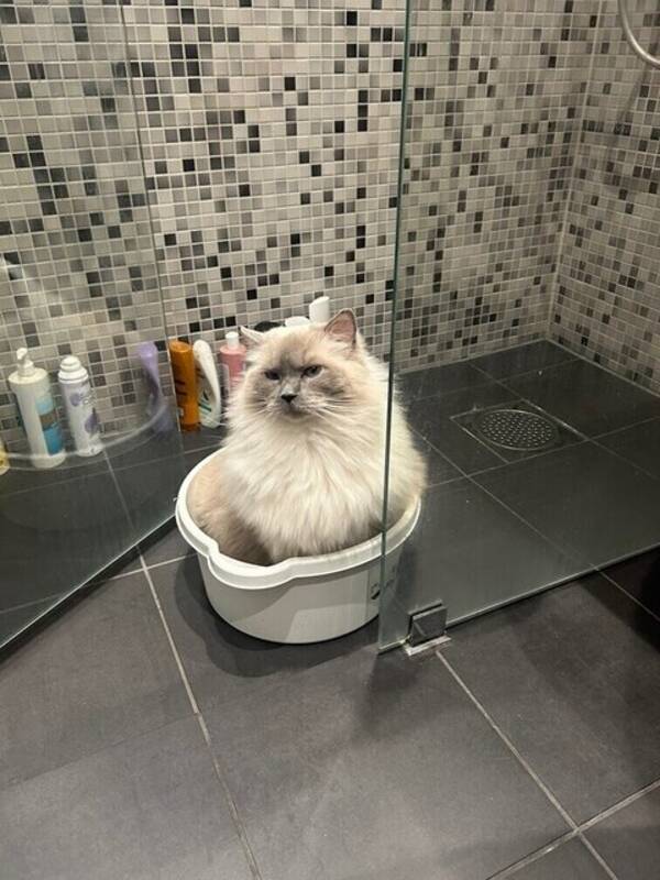 Katt - Ragdoll: Luis