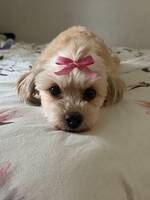 Lilly 