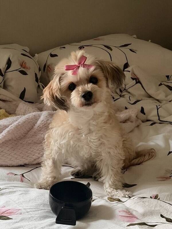 Hund - Lilly 