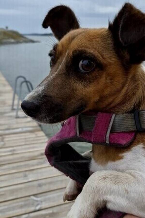 Hund - Laja, 