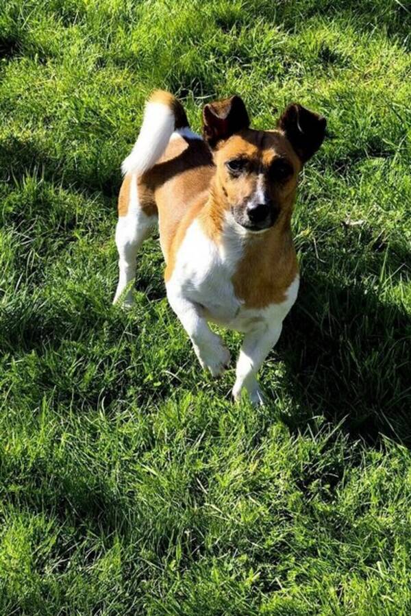Hund - Laja, 