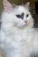 Katten Olaf