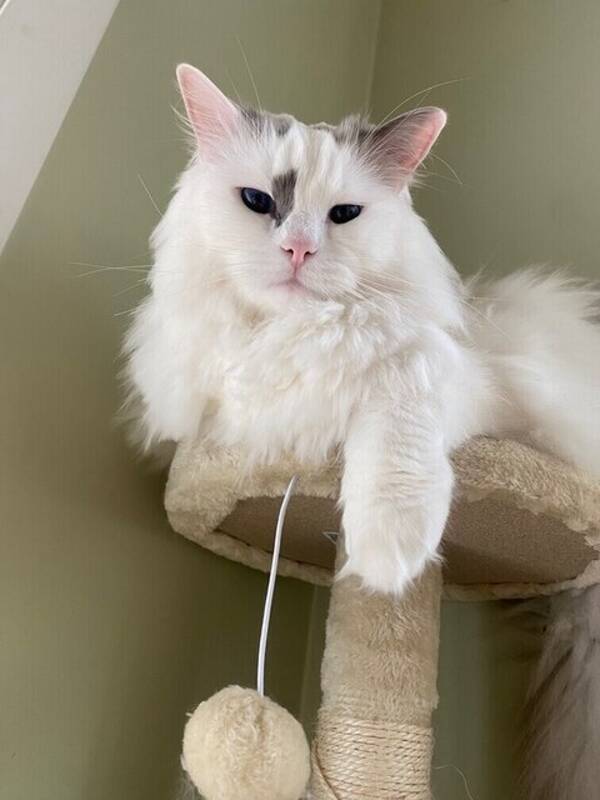 Katt - Katten Olaf