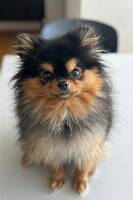Pomeranian