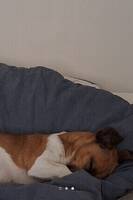 Jack russelln Laja