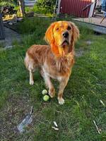 Golden Mille