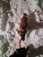 Jack Russell Terrier