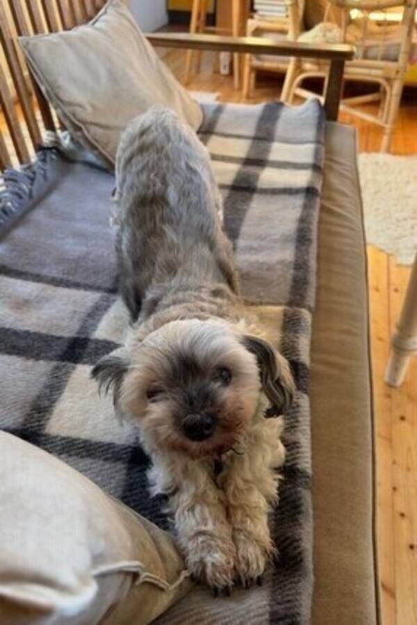 Hund - Lilla Leya 