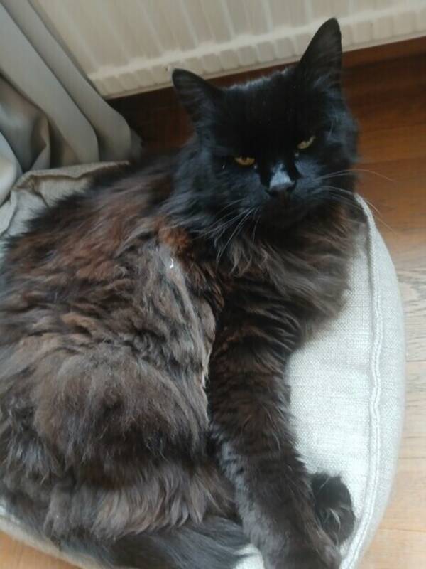 Katt - Morris