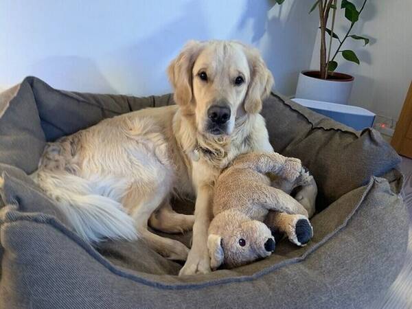 Hund - Golden Retriever, Baloo