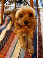 Louie the Cavapoo