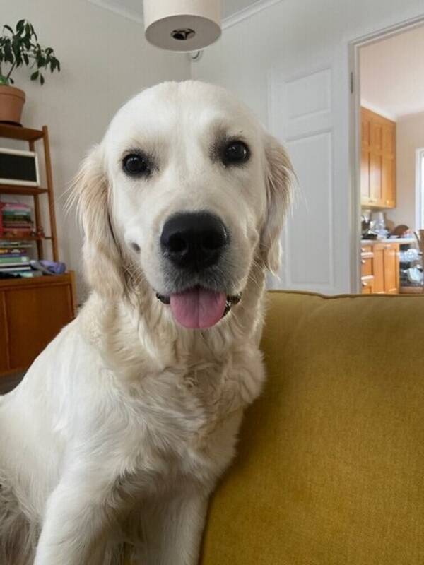 Hund - Flinga