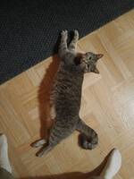 Min katt elsa