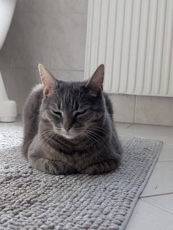 Katt - Min katt elsa