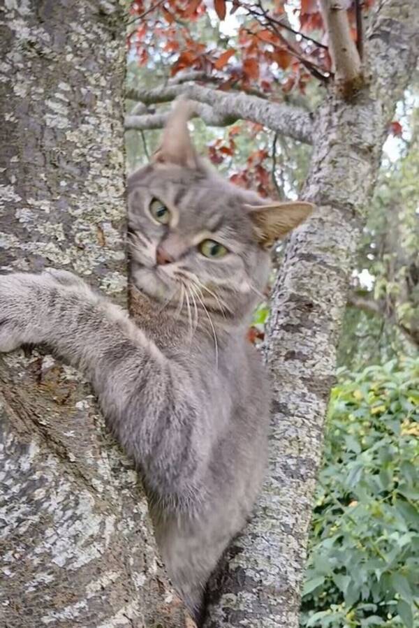 Katt - Min katt elsa