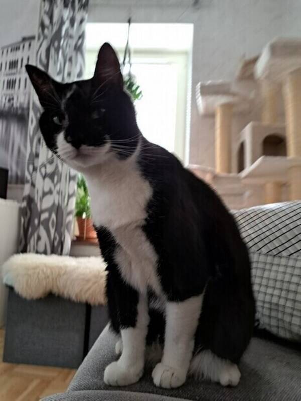 Katt - Katten Daisy