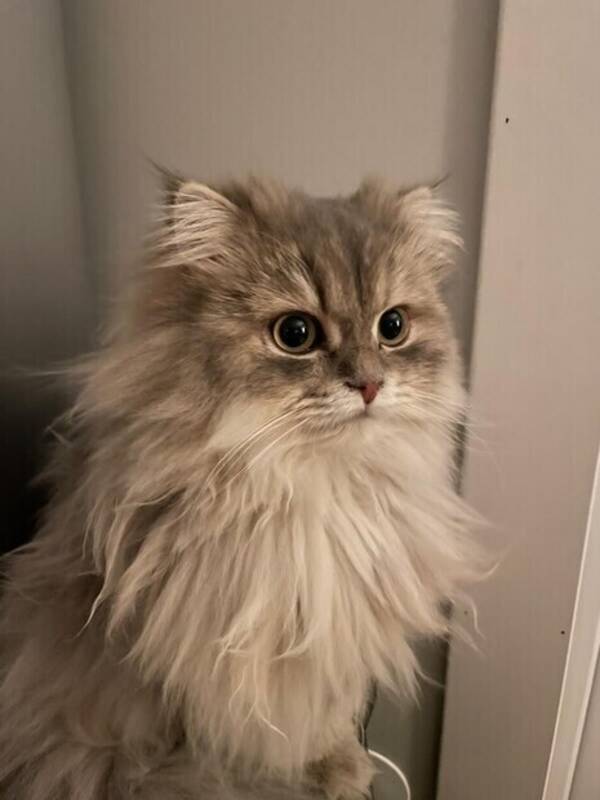 Katt - Bernard - brittisk långhårig 
