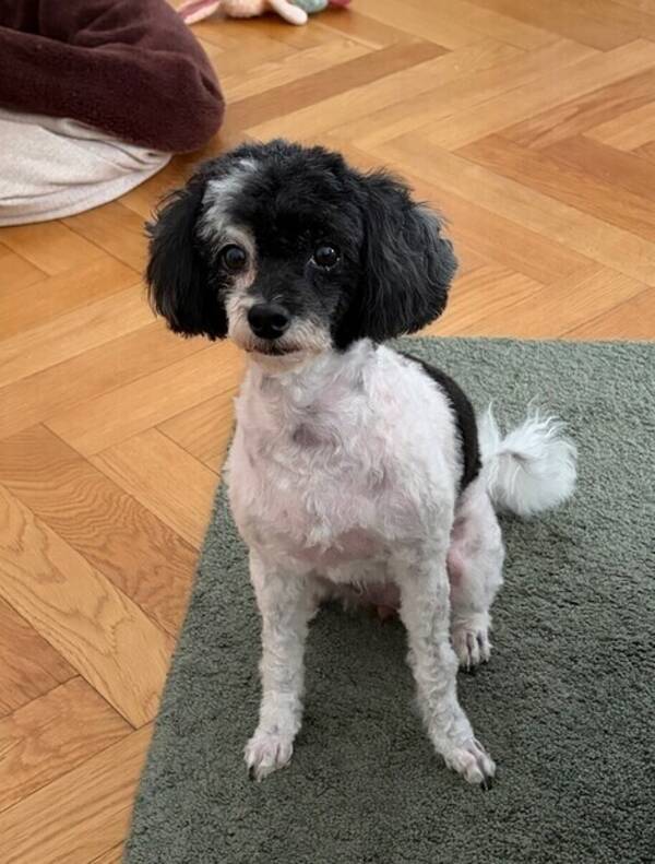 Hund - Dvärgpudel