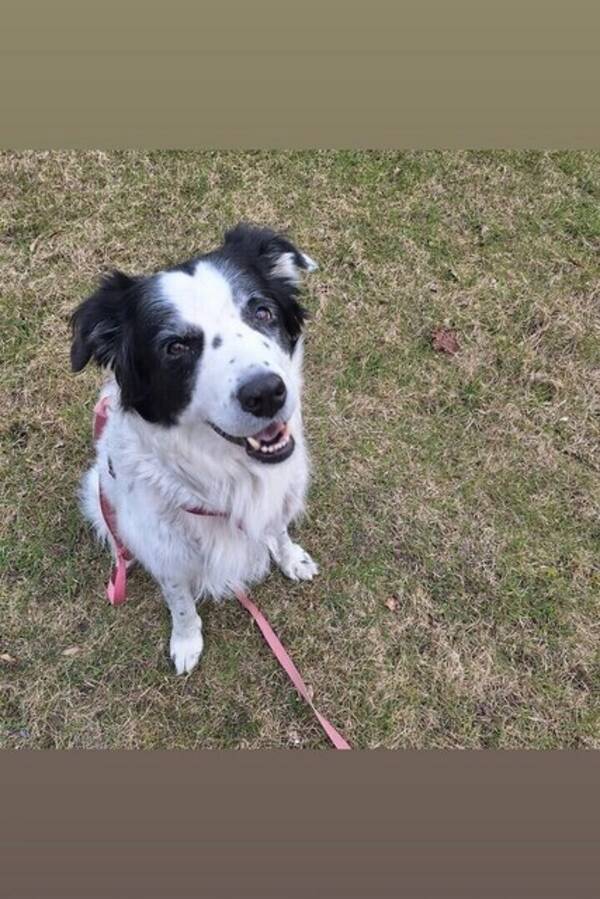 Hund - Bordercollie/Golden Wilma