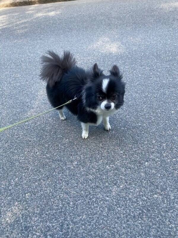 Hund - Gino heter jag och är av rasen poncho