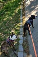 Staffen Stella & Bostonterriern Musse