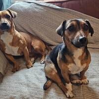 Chloe og Stella