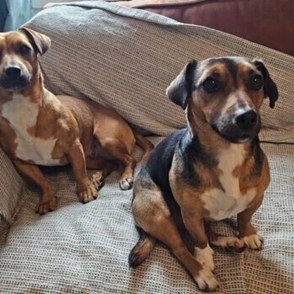 Hund - Chloe og Stella