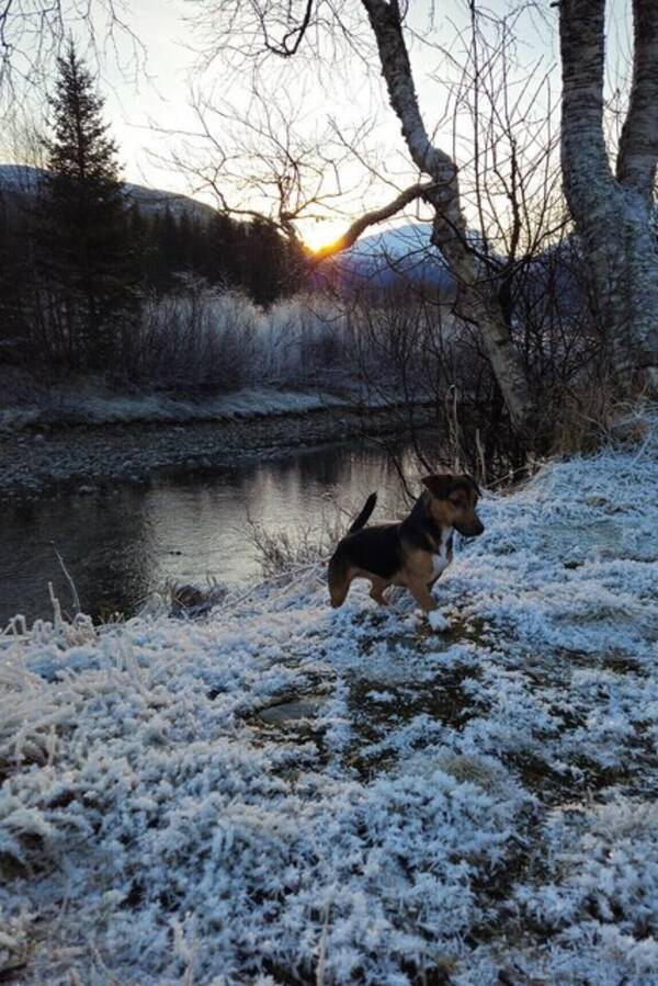 Hund - Chloe og Stella