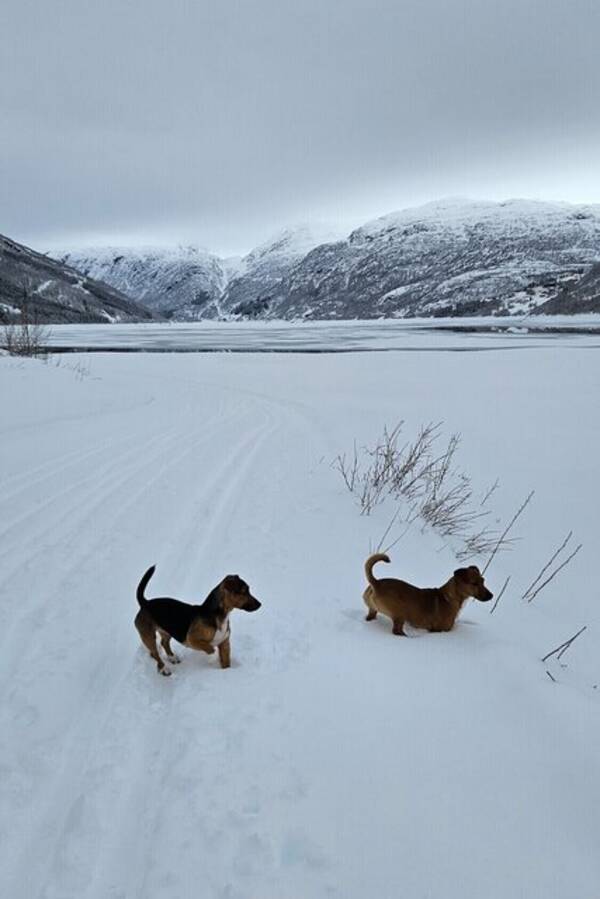 Hund - Chloe og Stella