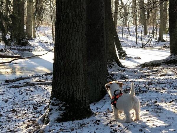 Hund - Jack Russel (korta ben och lång päls)