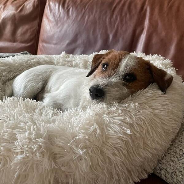 Hund - Jack Russel (korta ben och lång päls)