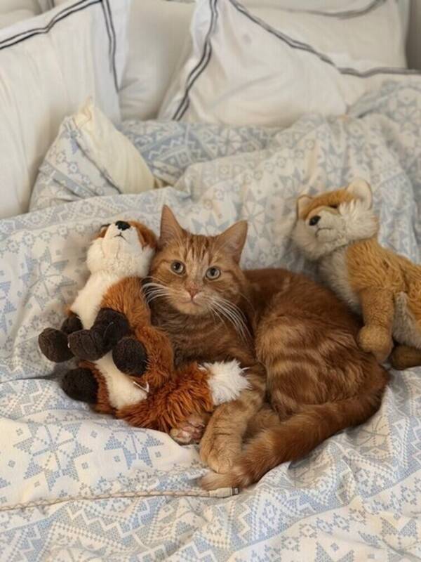 Katt - Jesper