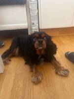 Mollie