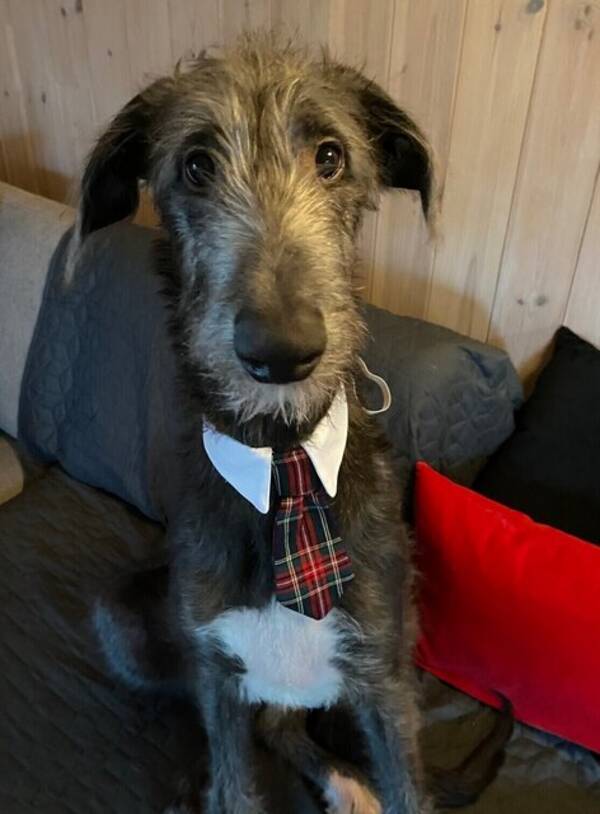 Hund - Skotsk hjortehund 