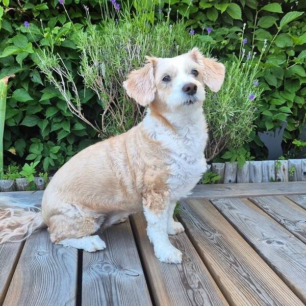 Hund - Blandras, Queenie 