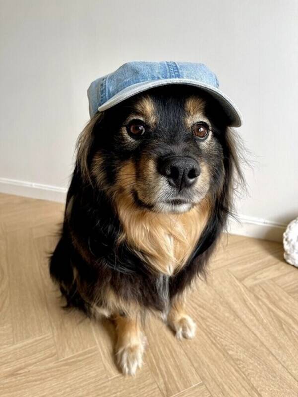 Hund - Finsk Lapphund blanding og katt