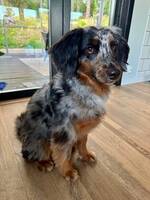Fancy, en aussiedoodle