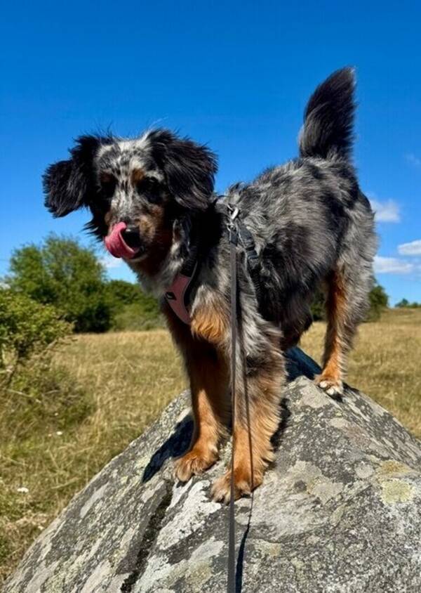 Hund - Fancy, en aussiedoodle