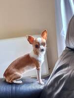 Chihuahua mix tispe