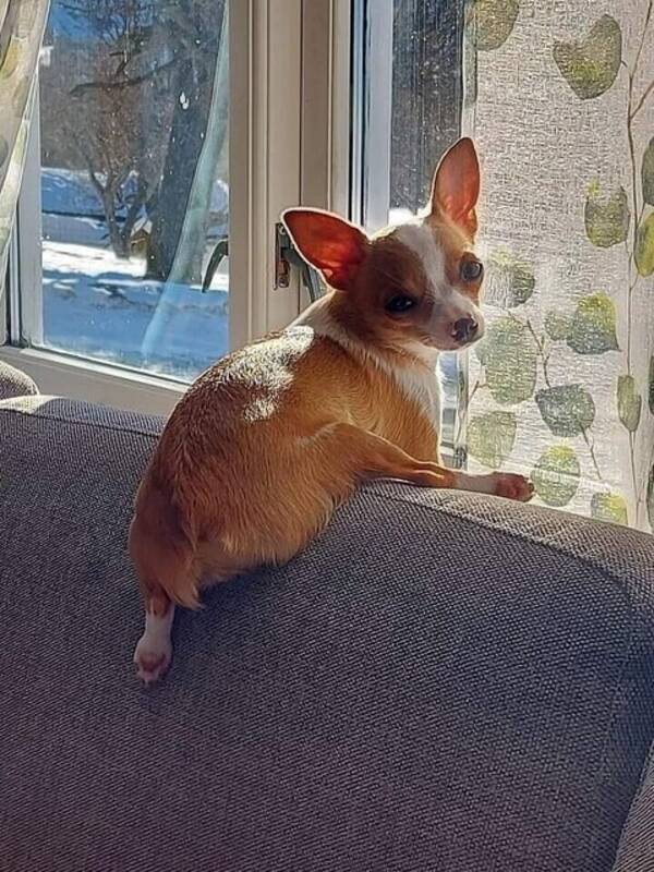 Hund - Chihuahua mix tispe