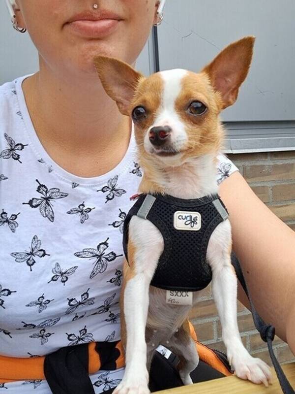 Hund - Chihuahua mix tispe