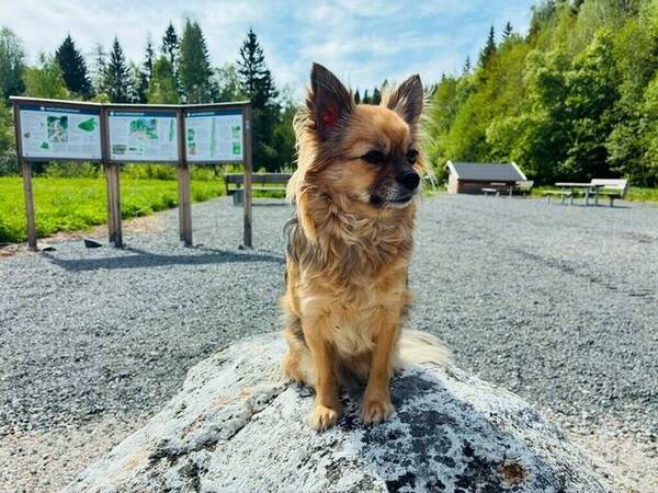 Hund - Bonni-lii 