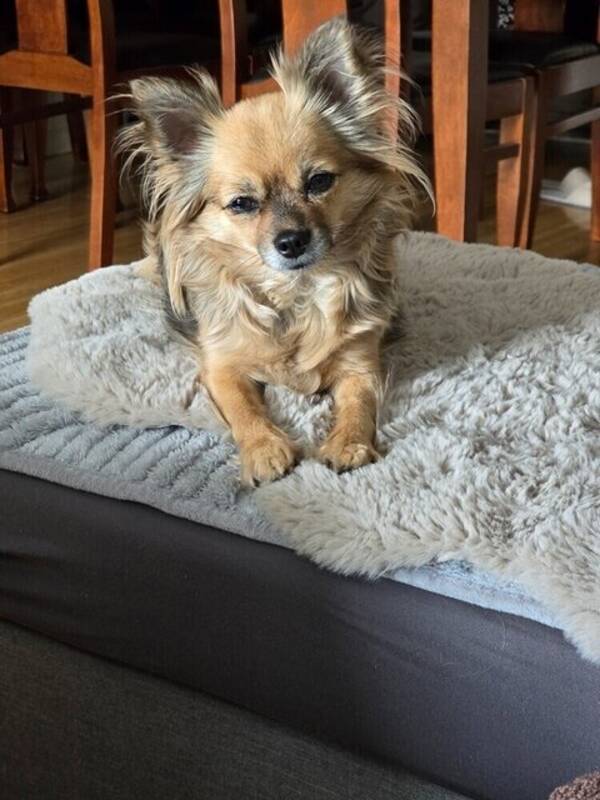 Hund - Bonni-lii 