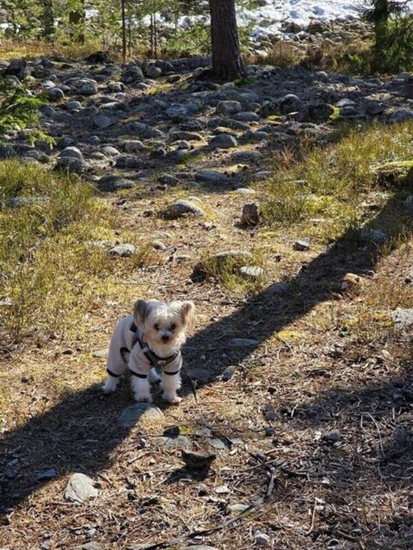 Hund - Trassel